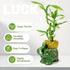 3-Stalk Set 6'' 6'' 8'' Lucky Bamboo with Pebbles in Elephant Coin Plate Pot Live Plant for Positive Energy