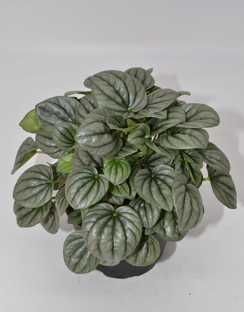 6 Inch 3-Pack Live Peperomia Growers Choice in Nursery Grower Pot | Easy-Care Indoor Houseplant for Home and Office