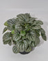 6 Inch 3-Pack Live Peperomia Growers Choice in Nursery Grower Pot | Easy-Care Indoor Houseplant for Home and Office