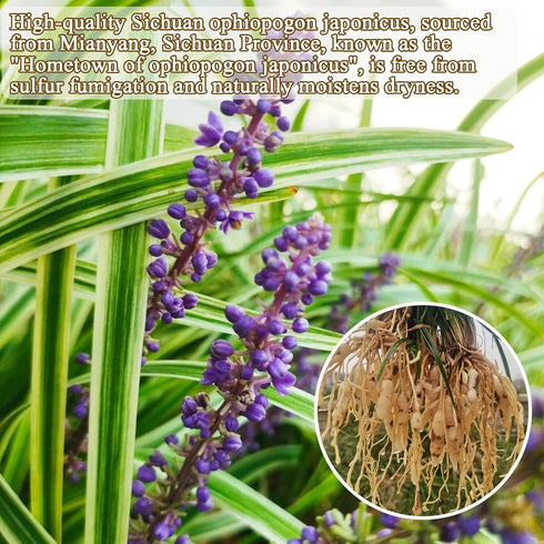 Visit the Store 10.58oz/300g Ophiopogon Herb Mai Dong Mai Men Dong Ophiopogon Japonicus Health Tea Full and Core