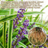 Visit the Store 10.58oz/300g Ophiopogon Herb Mai Dong Mai Men Dong Ophiopogon Japonicus Health Tea Full and Core