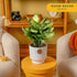 12-18 Inches Costa Farms Dieffenbachia, Dumb Cane Live Plant in Decorative Pot, Easy to Maintain Indoor Houseplant