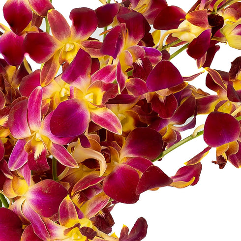 Generic 10 Fresh Cut Orchids Flowers Bouquet - PRIME QUALITY - Perfect for Weddings, Birthdays, Anniversaries, Gifts