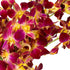 Generic 10 Fresh Cut Orchids Flowers Bouquet - PRIME QUALITY - Perfect for Weddings, Birthdays, Anniversaries, Gifts