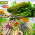 TANISA 5 Natural Vegetable Color Vermicelli Rice Noodles, Gluten Free Ramen Noodles, Non GMO, Low Carb, 8.8 oz