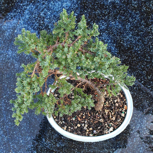 Brussel's Bonsai - Live Green Mound Juniper Bonsai Tree, Outdoor Bonsai Tree Live Plant, Medium Bonsai for Patio Garden