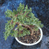 Brussel's Bonsai - Live Green Mound Juniper Bonsai Tree, Outdoor Bonsai Tree Live Plant, Medium Bonsai for Patio Garden