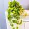 Blissful 5 Neon Pothos Stem Cuttings 2 Leaves 3-6" H Colorful Air