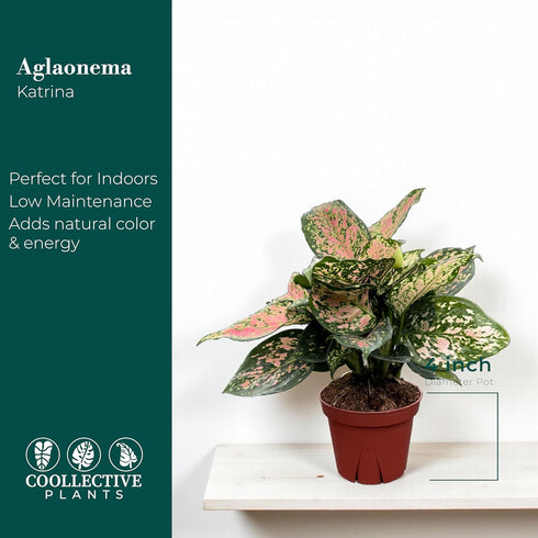 4" CoollectivePlants Aglaonema Katrina | Live Indoor Chinese Evergreen Plant in Pot, Easy Care, Low Maintenance, Green