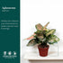 4" CoollectivePlants Aglaonema Katrina | Live Indoor Chinese Evergreen Plant in Pot, Easy Care, Low Maintenance, Green