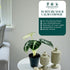 2 4 Inch (2-inch Alocasia Ninja | Live Plant in a or Growers Pot, Live Indoor, Easy to Grow, Easy to Care, and Low