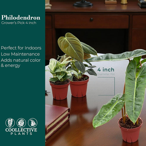 (4 Pack) 4 CoollectivePlants Philodendron Collection Live Indoor Plants in Grower Pots, Easy Care Tropical Houseplants