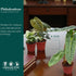 (4 Pack) 4 CoollectivePlants Philodendron Collection Live Indoor Plants in Grower Pots, Easy Care Tropical Houseplants