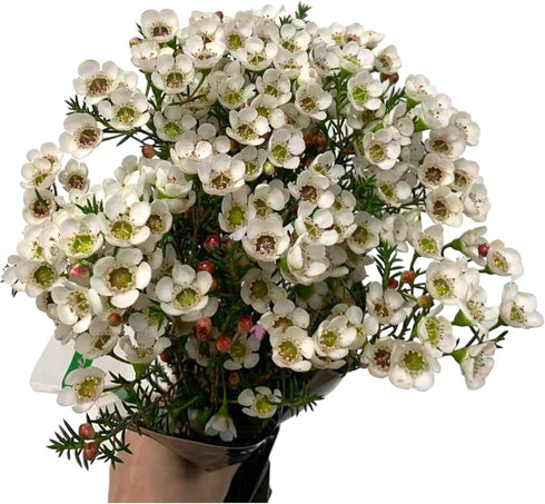 15 Fresh White Wax Flower Hydroponic Fresh Cut Flower Arrangement Gifts for