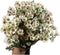 15 Fresh White Wax Flower Hydroponic Fresh Cut Flower Arrangement Gifts for