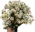 15 Fresh White Wax Flower Hydroponic Fresh Cut Flower Arrangement Gifts for