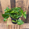 Golden Pothos - Live Plant in a 6 Inch Pot - Epipremmum