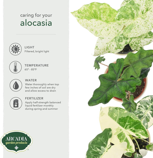 Arcadia Garden Products 4-inch, Live Frydek Variegated Alocasia Rare Indoor Houseplant in Plastic Pot, Tropical Plant