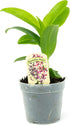 1 Live Orchid Plant | Dendrobium Orchid | Real Houseplant in Potting Soil Mix with Orchid Pot | Orchids | Flowering