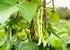 6 Food to Live Navy Beans, Pounds Raw, Dried, Vegan, Kosher, Whole Small White Kidney Beans in Bulk, Good Source