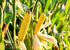 6 Food to Live Yellow Polenta, Pounds - Finely Ground Cornmeal. Product of Italy. Easy to Cook. Creamy, Smooth Texture.