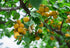 1.5 lbs. Cerez Pazari Dried Apricots Extra Jumbo Size, Turkish Premium Quality, Healthy Snack for Kids & Adults
