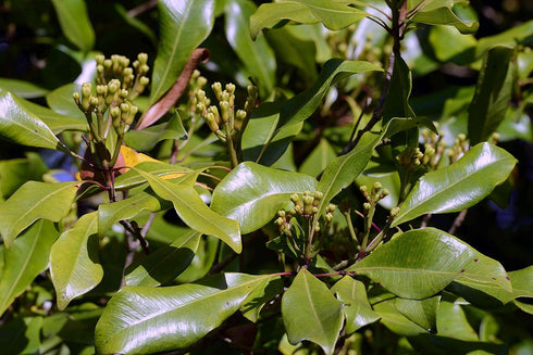 Whole Cloves (Clavo de Olor), Weights: 1 Oz, 2 Oz, 4 Oz, and 8 Oz, 1 OZ