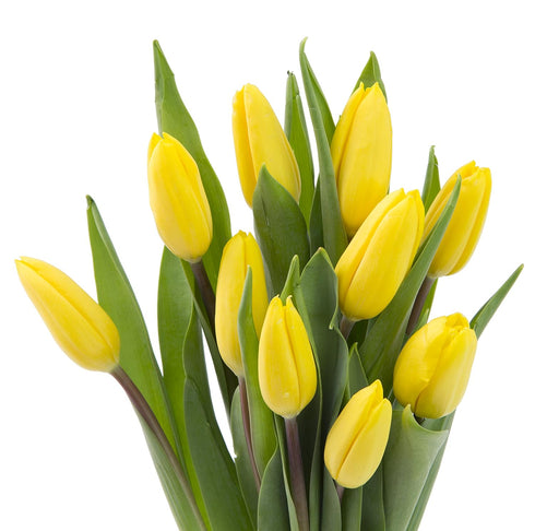 Blooms2Door 10 - Bouquet of Yellow Tulips (Farm-Fresh) with Vase - Fresh Flowers for Birthday, Valentine's & Mother's