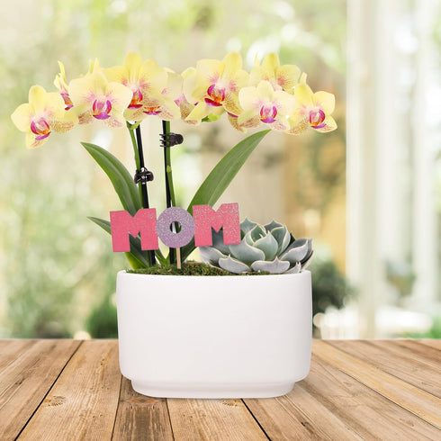 4" Green Circle Growers Yellow Orchid and Succulent Duo in White Pot with Mom Pick, Indoor Live Plants, House Plant
