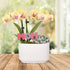 4" Green Circle Growers Yellow Orchid and Succulent Duo in White Pot with Mom Pick, Indoor Live Plants, House Plant