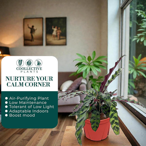 6" CoollectivePlants Calathea Lancifolia 'Rattlesnake' | Live Indoor Houseplant in Pot, Easy Care, Low Maintenance