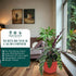 6" CoollectivePlants Calathea Lancifolia 'Rattlesnake' | Live Indoor Houseplant in Pot, Easy Care, Low Maintenance