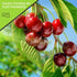 (48oz, 3 LB) NUT CRAVINGS - Dried Sour Tart Cherries, Lightly Sweetened, Unsulphured Sweet Healthy Snack, Vegan