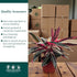 6 CoollectivePlants Stromanthe Triostar Live Indoor Plant in Grower Pot, Easy Care Tropical Houseplant, Low Maintenance