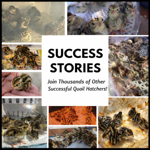 24ct Daily Bread Homestead Jumbo Coturnix Quail Fertile Hatching Eggs - Jumbo + Extras