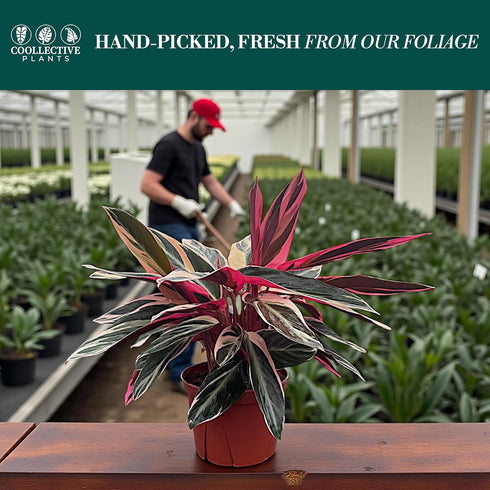 6 CoollectivePlants Stromanthe Triostar Live Indoor Plant in Grower Pot, Easy Care Tropical Houseplant, Low Maintenance