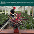 6 CoollectivePlants Stromanthe Triostar Live Indoor Plant in Grower Pot, Easy Care Tropical Houseplant, Low Maintenance