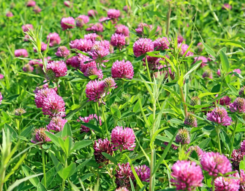 Health Embassy Red Clover Flower, Trifolium Pratense L, 100% Natural, 50g