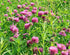 Health Embassy Red Clover Flower, Trifolium Pratense L, 100% Natural, 50g