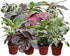 CoollectivePlants Calathea Assorted Collection (4-Pack) Live Indoor Plants in 4 Nursery Pots,