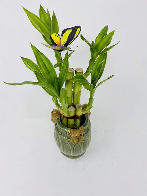 JM BAMBOO 6" Five Style Lucky Bamboo Frog Ceramic Pot -JMBamboo