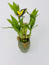 JM BAMBOO 6" Five Style Lucky Bamboo Frog Ceramic Pot -JMBamboo