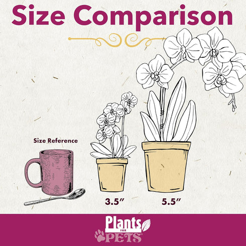 20-24" Novelty Phalaenopsis Live Orchid Plant & White Orchid Pot Live Plant Gift, Fresh Orchids Plants Live House
