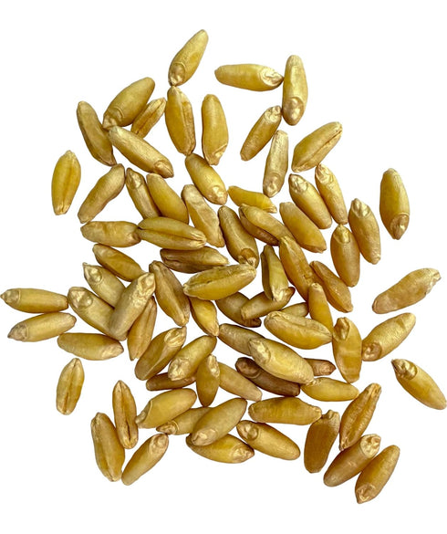 8 LBS (2-4 lb Clear Creek Certified Glyphosate Residue Free Durum Wheat Berries | bags) | Whole Grains | Used to mill