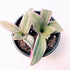 4" Blissful Moses in the Cradle Tradescantia Live Plant Pot Purple-Pink-Green Sword Like Leaves Wandering Jews Drought