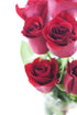 Stemmed Dozen) KaBloom - Bouquet of Long Red Roses (Half - With Vase - Fresh Flowers for Birthday, Valentine's