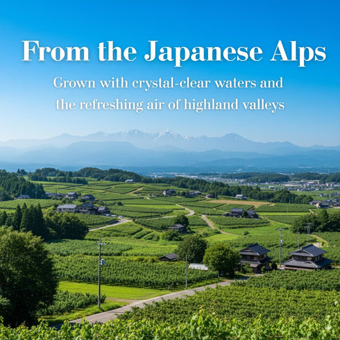 (8.8oz) Premium Japanese Dried Giant Grapes (Kyoho) - Authentic Soft Texture & Intense Flavor - Exquisite Jumbo Raisins