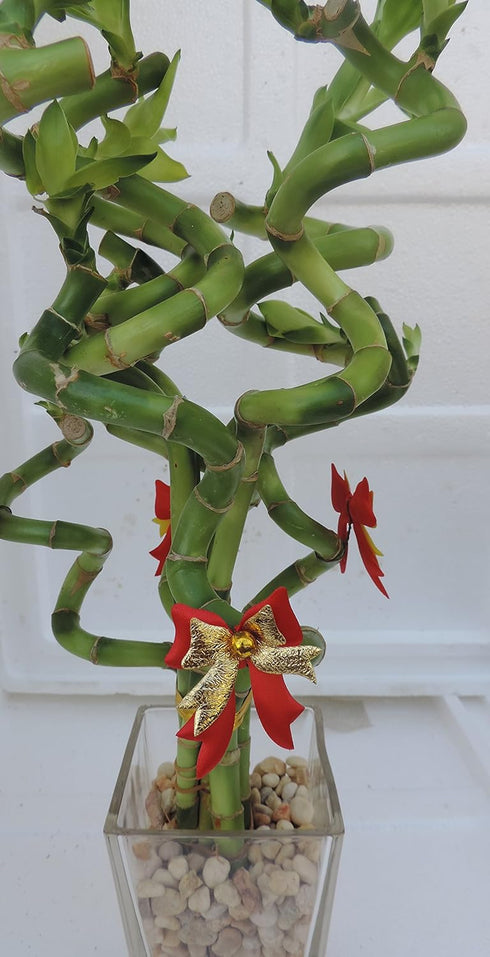 JM BAMBOO lucky bamboo Decorated -The Indoor Christmas-4" Pot w/ Glasses Vase