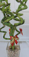 JM BAMBOO lucky bamboo Decorated -The Indoor Christmas-4" Pot w/ Glasses Vase