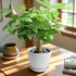 4" Live Plants Money Tree in White Plastic Pot, Easy to Grow Houseplant, Indoor Bonsai, Home Office Decor, Birthday